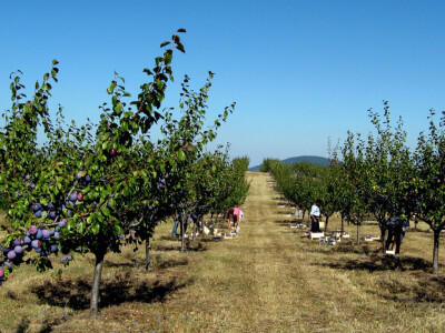 Tomislav Marković iz sela Gornja Trešnjevica kod Aranđelovca ima 18 hektara pod šljivom