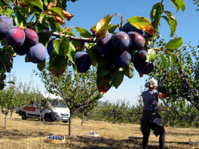 Tomislav Marković iz sela Gornja Trešnjevica kod Aranđelovca ima 18 hektara pod šljivom