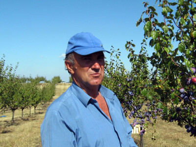 Tomislav Marković iz sela Gornja Trešnjevica kod Aranđelovca ima 18 hektara pod šljivom