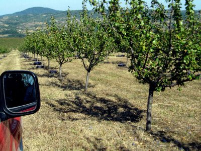 Tomislav Marković iz sela Gornja Trešnjevica kod Aranđelovca ima 18 hektara pod šljivom