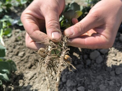 Tomislav Medved, NutriS Farm