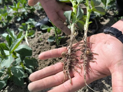 Tomislav Medved, NutriS Farm