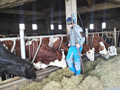 Tomislavgrad jedan od najvećih proizvođača kravljeg mlijeka u FBiH
