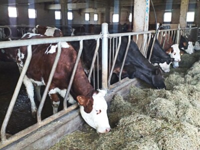 Tomislavgrad jedan od najvećih proizvođača kravljeg mlijeka u FBiH