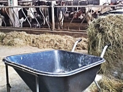 Tomislavgrad jedan od najvećih proizvođača kravljeg mlijeka u FBiH