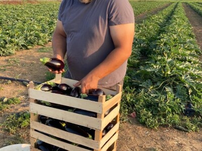 Toni Grossi, uzgoj povrća