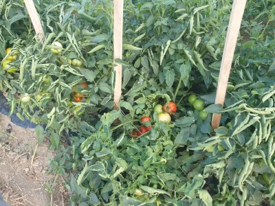 Toni Grossi, uzgoj povrća