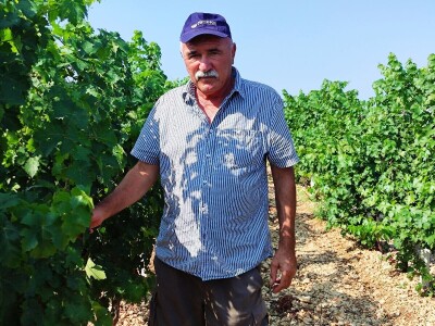 TOPLINSKI VAL - Kako je  Colićev sustav spasio vinograd Bože Bačića