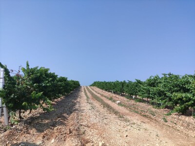 TOPLINSKI VAL - Kako je  Colićev sustav spasio vinograd Bože Bačića