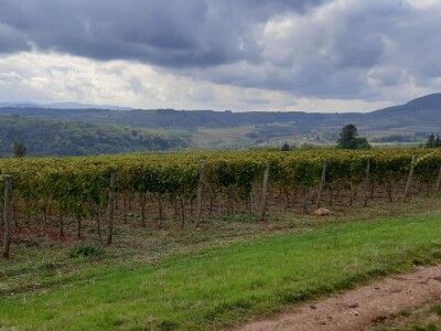 Topola ove godine izdvojila rekordna sredstva za podsticaje u poljoprivredi, foto: M. Lazarević