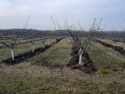 Topola ove godine izdvojila rekordna sredstva za podsticaje u poljoprivredi, foto: M. Lazarević
