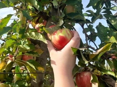 Topola ove godine izdvojila rekordna sredstva za podsticaje u poljoprivredi, foto: M. Lazarević