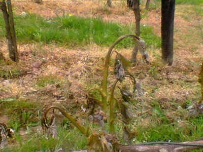 Totalna šteta od mraza Totalna šteta od mraza