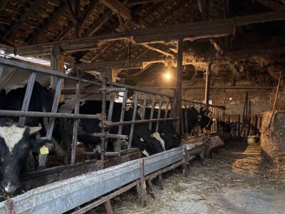 Tov holštajn bikova