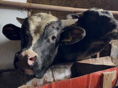 Tov holštajn bikova