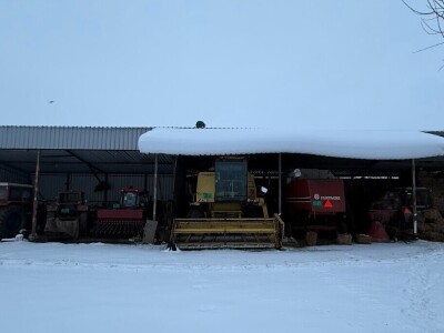 Tov holštajn bikova