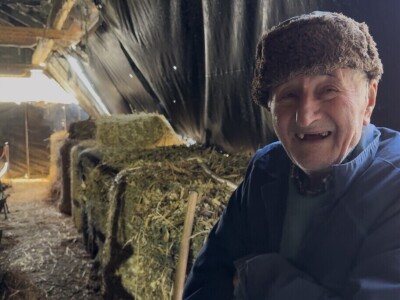 Tov holštajn bikova