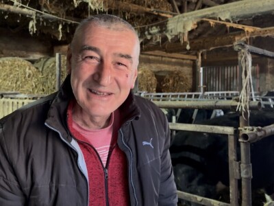 Tov holštajn bikova na Milanovoj farmi u Obrovcu