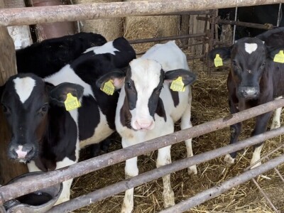 Tov holštajn bikova na Milanovoj farmi u Obrovcu