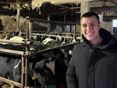 Tov holštajn bikova na Milanovoj farmi u Obrovcu