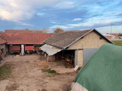 Tov holštajn bikova na Milanovoj farmi u Obrovcu