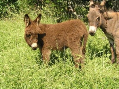 OPG Ilar Paskojević