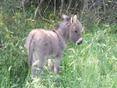 OPG Ilar Paskojević