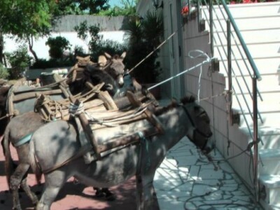 OPG Ilar Paskojević