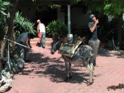 OPG Ilar Paskojević