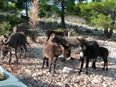 OPG Ilar Paskojević