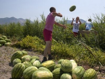 Utovar lubenica prebacivanje preko ruke Utovar lubenica prebacivanje preko ruke
