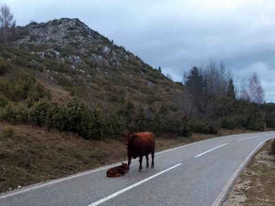 Tovne pasmine goveda Tovne pasmine goveda