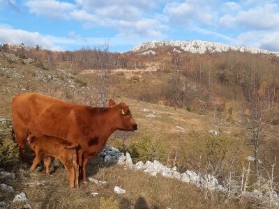 Tovne pasmine goveda Tovne pasmine goveda