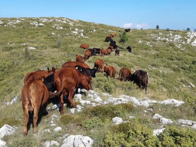 Tovne pasmine goveda Tovne pasmine goveda