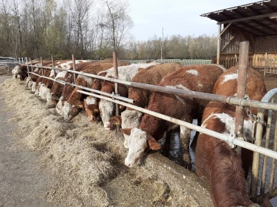 Tovno  govedarstvo