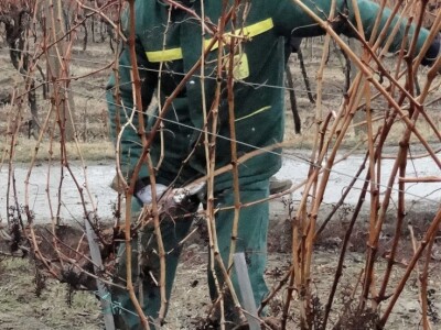 Tradicionalna proslava u čast Svetog Vinka održana u Erdutu!