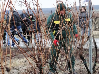 Tradicionalna proslava u čast Svetog Vinka održana u Erdutu!