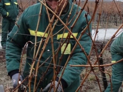 Tradicionalna proslava u čast Svetog Vinka održana u Erdutu!