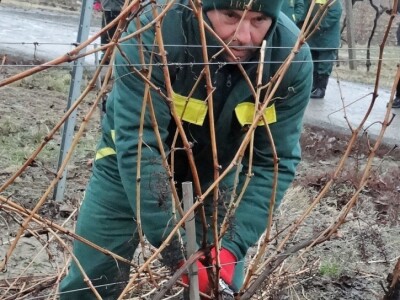 Tradicionalna proslava u čast Svetog Vinka održana u Erdutu!