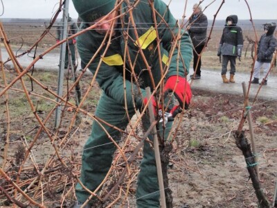Tradicionalna proslava u čast Svetog Vinka održana u Erdutu!