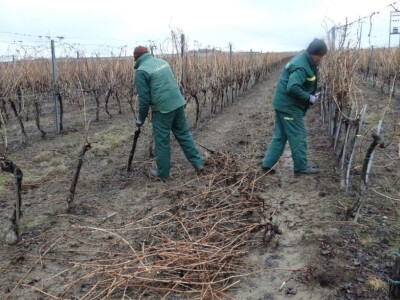 Tradicionalna proslava u čast Svetog Vinka održana u Erdutu!