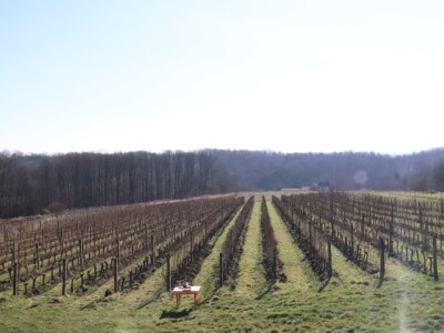 Tradicionalna rezidba vinograda na Sveti Trifun
