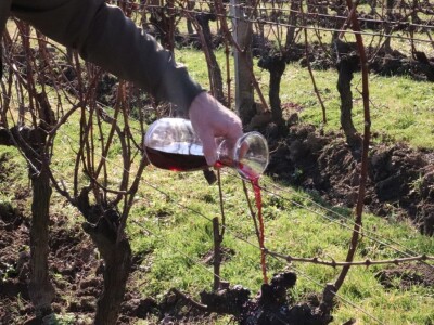 Tradicionalna rezidba vinograda na Sveti Trifun