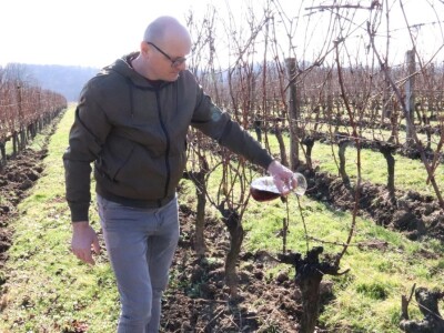 Tradicionalna rezidba vinograda na Sveti Trifun