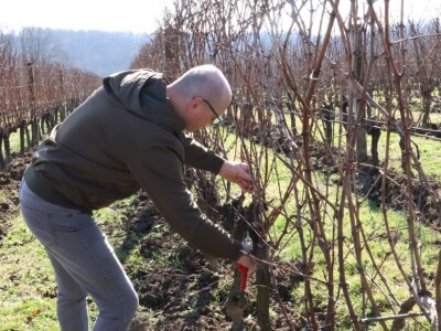 Tradicionalna rezidba vinograda na Sveti Trifun