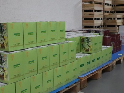 Tradicionalna rezidba vinograda na Sveti Trifun