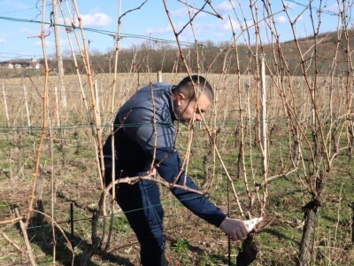 Tradicionalna rezidba vinograda na Sveti Trifun