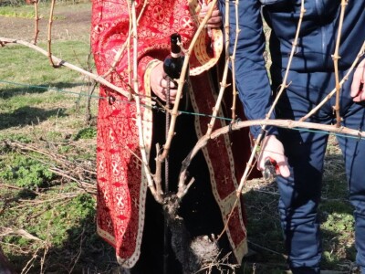 Tradicionalna rezidba vinograda na Sveti Trifun