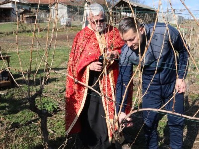 Tradicionalna rezidba vinograda na Sveti Trifun