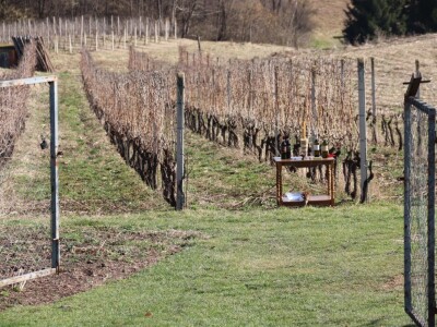 Tradicionalna rezidba vinograda na Sveti Trifun